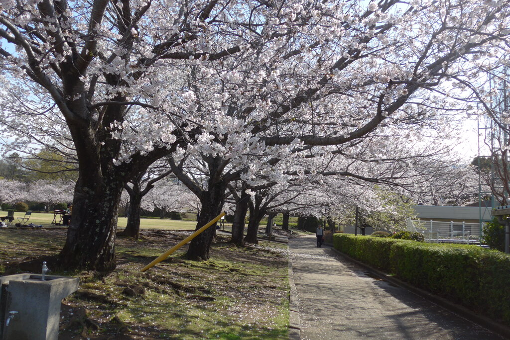 P1380014　公園の桜