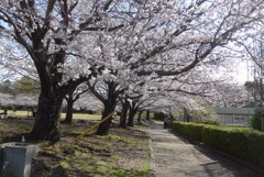 P1380014　公園の桜