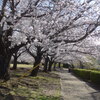 P1380014　公園の桜
