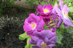 P1057024　横浜イングリッシュガーデンにて