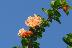 P1360106　ハナザクロ