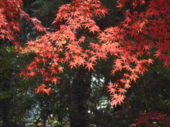 P1120899　楽寿園にて