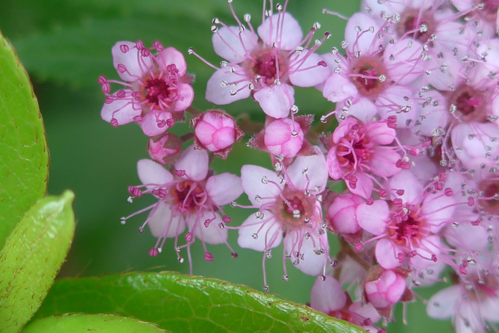P1160029　シモツケソウ