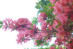 P1090033　見上げたら♪