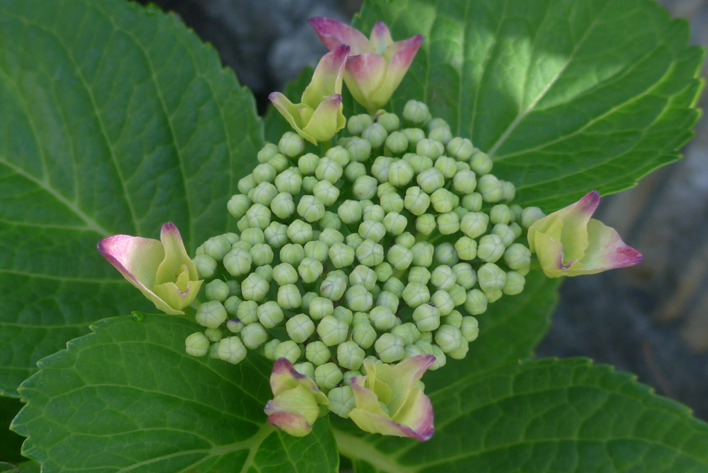 P1220639　はじまり