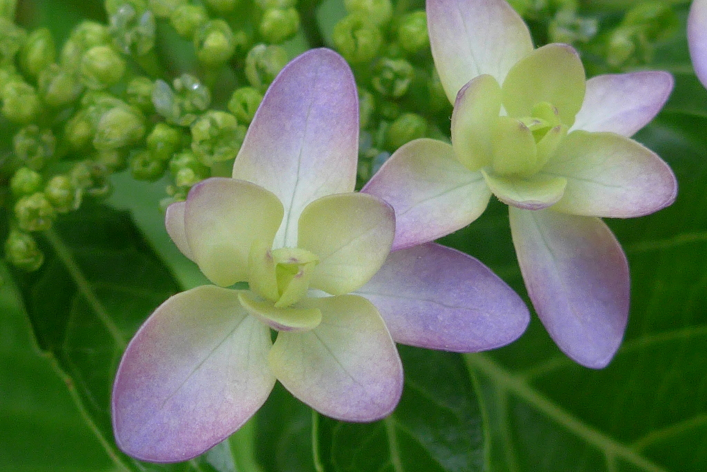 P1090755　あじさい