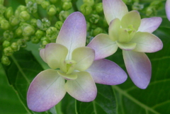 P1090755　あじさい