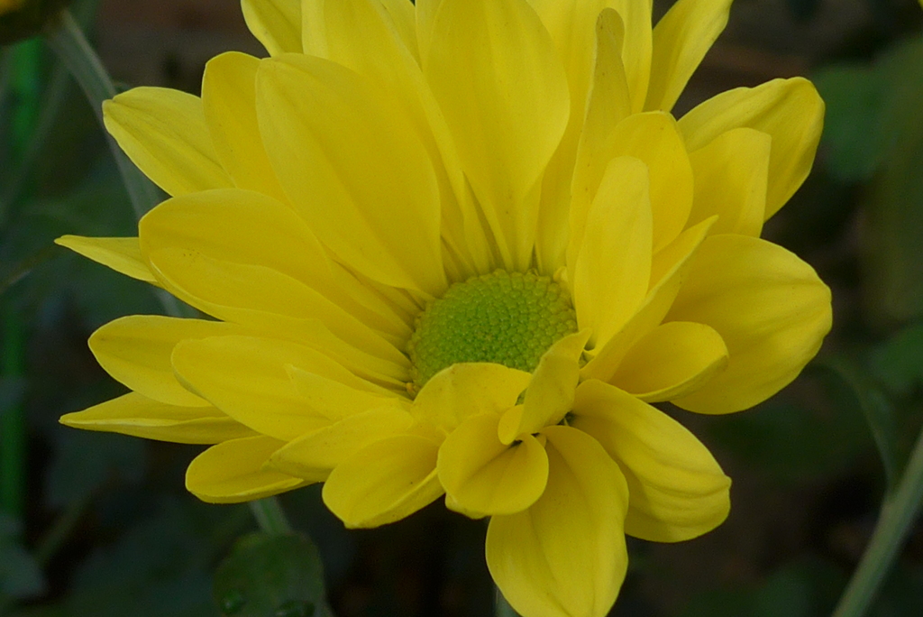 P1190004　菊