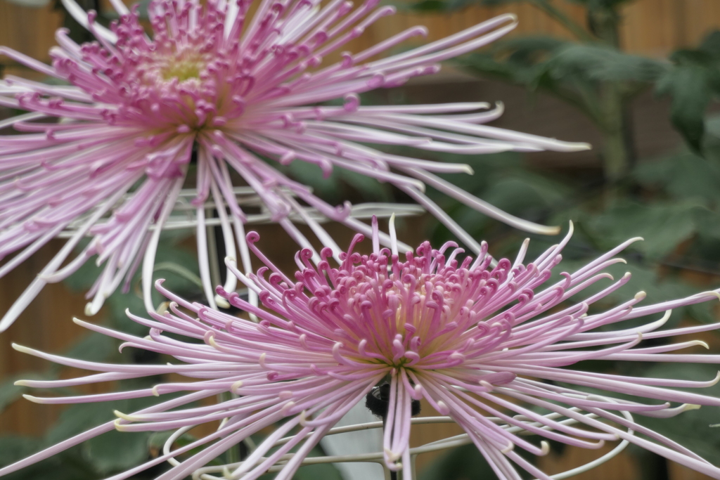 P1069454　菊
