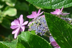 P1230778　あじさい