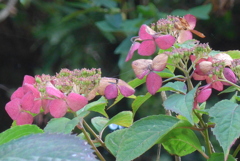 P1280094　夏のヤマアジサイ