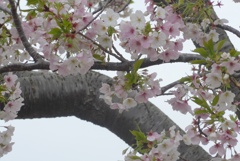 P1210250　大島桜