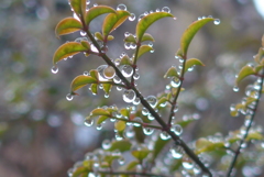P1370554　雫