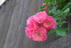 P1320832　愛情（花言葉）