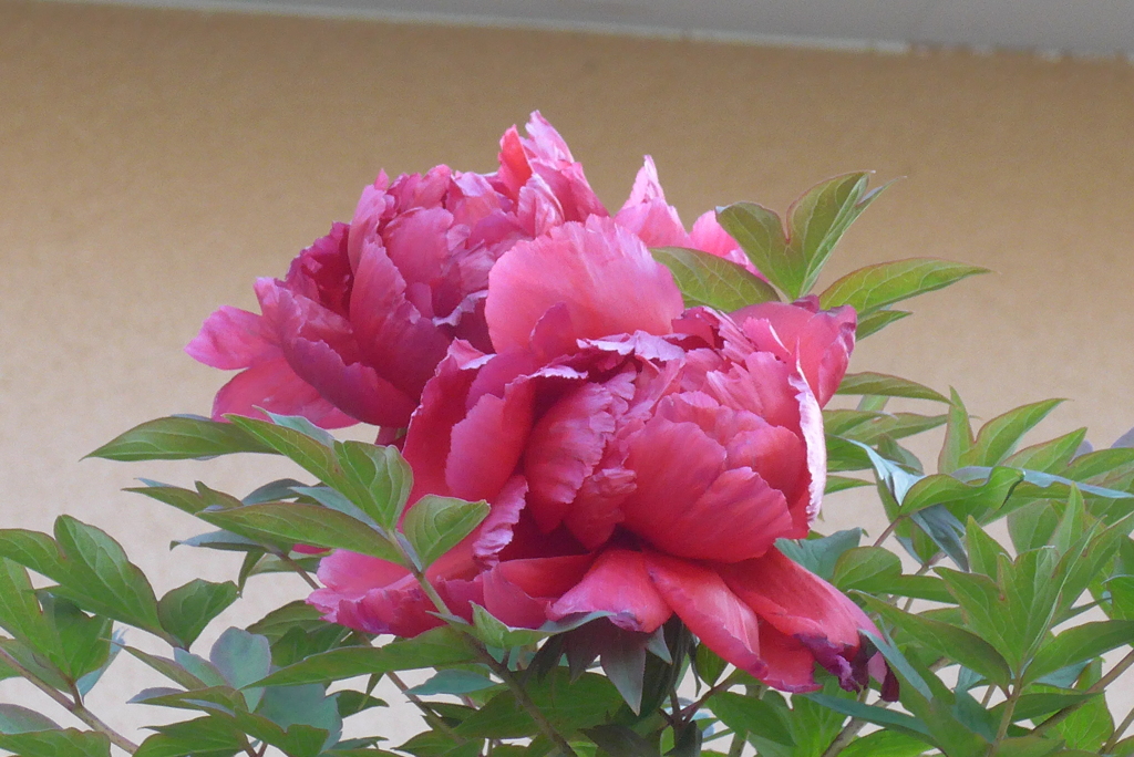 P1260776　牡丹