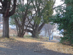 元旦の散歩道