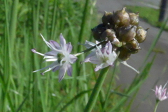 P1330099　ノビルの花