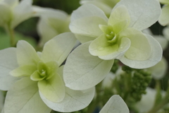 P1011968　カシワバアジサイ