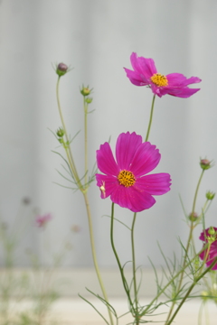 P1069243　秋桜