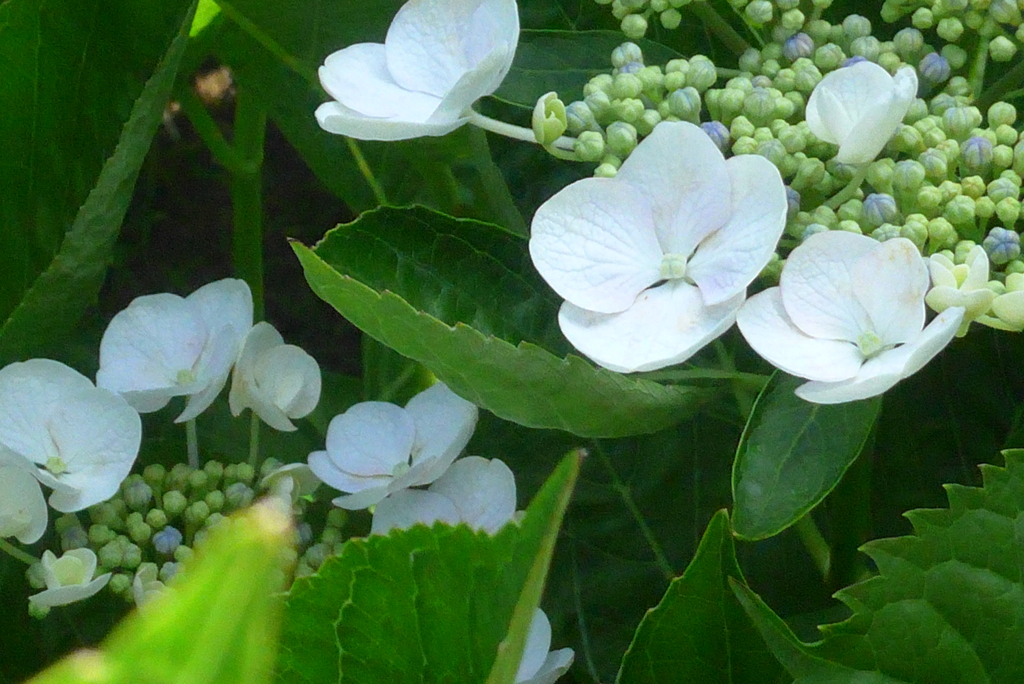 P1230300　あじさい