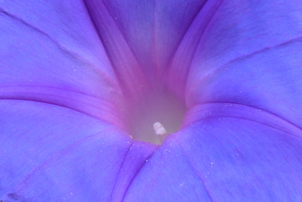 P1390143　ヘブンリーブルー