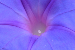 P1390143　ヘブンリーブルー