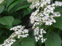 P1150792　始まり