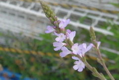 P1230398　野の花