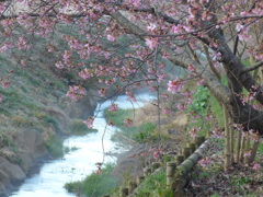 P1070445　せせらぎと桜