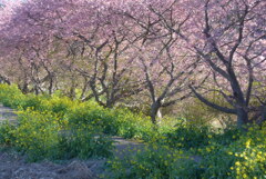 P1350012　河津桜と菜の花