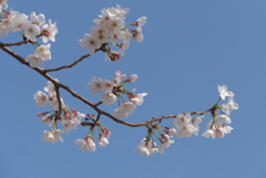 P1210333　青空と山桜
