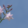 P1330414　ギボウシ