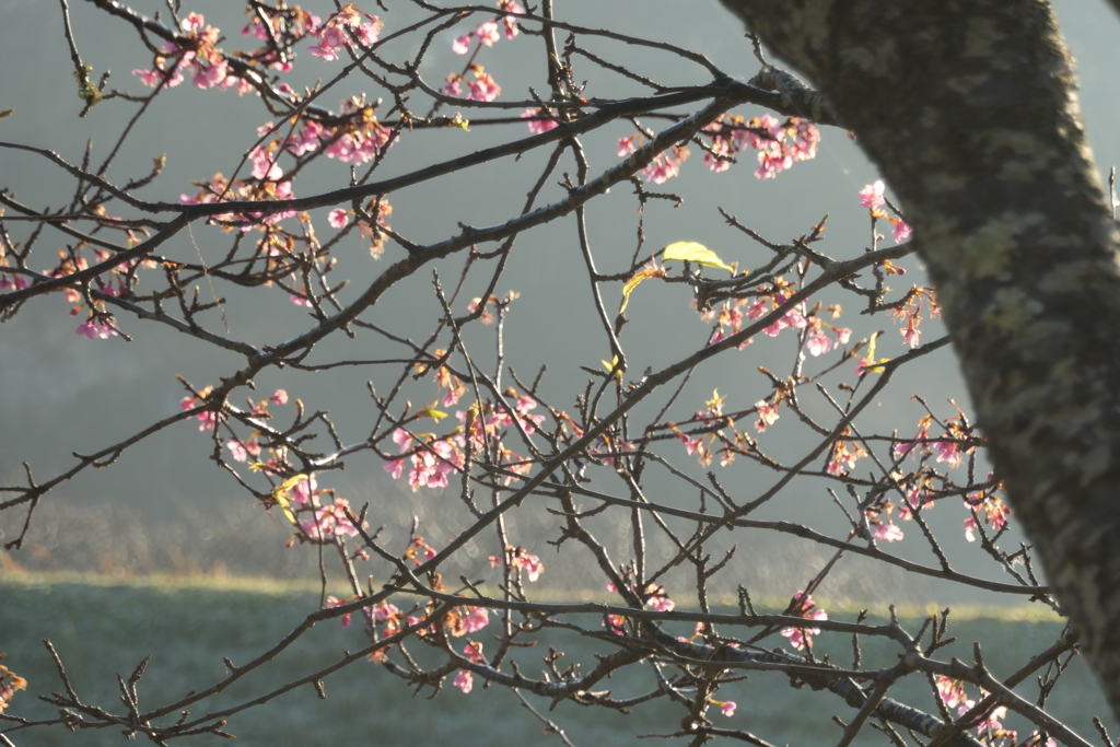 P1034926　寒い朝に