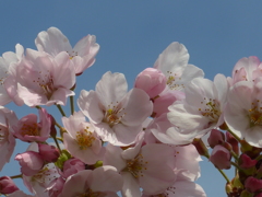 P1080005　さくら♪