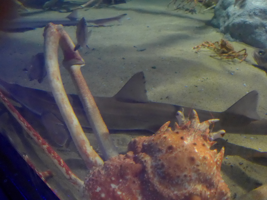 P1090680　水族館にて