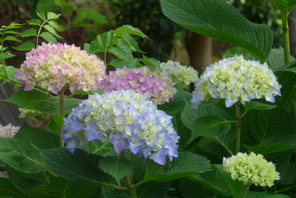 P1220887　あじさい