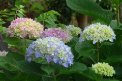 P1220887　あじさい