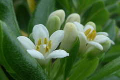 P1220449　トベラ