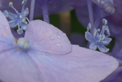 P1300544　紫陽花の花