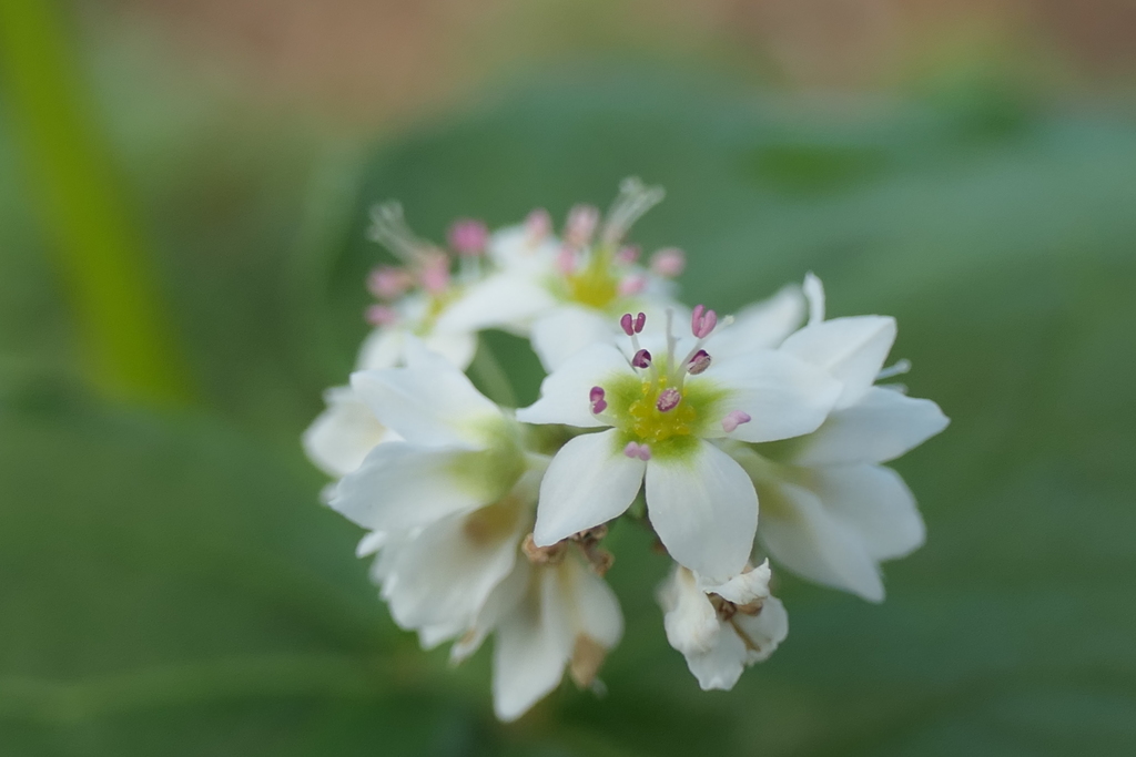 P1012245　ソバの花