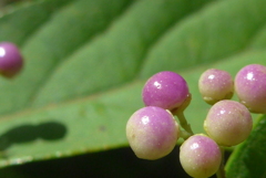 P1280254　コムラサキ