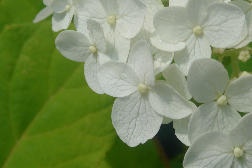 P1160845　楚々として咲く