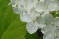 P1160845　楚々として咲く