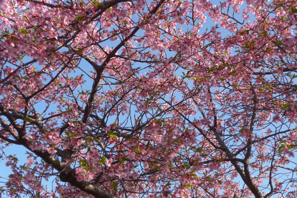 P1340934　河津桜