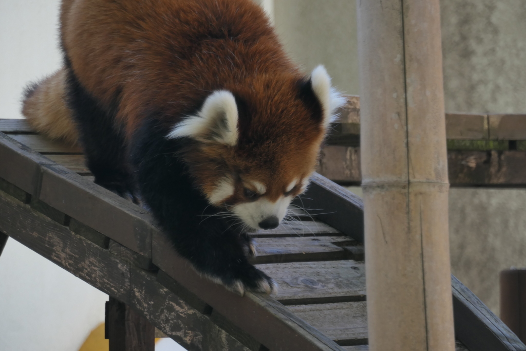 P1069590　レッサーパンダ