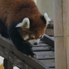 P1069590　レッサーパンダ