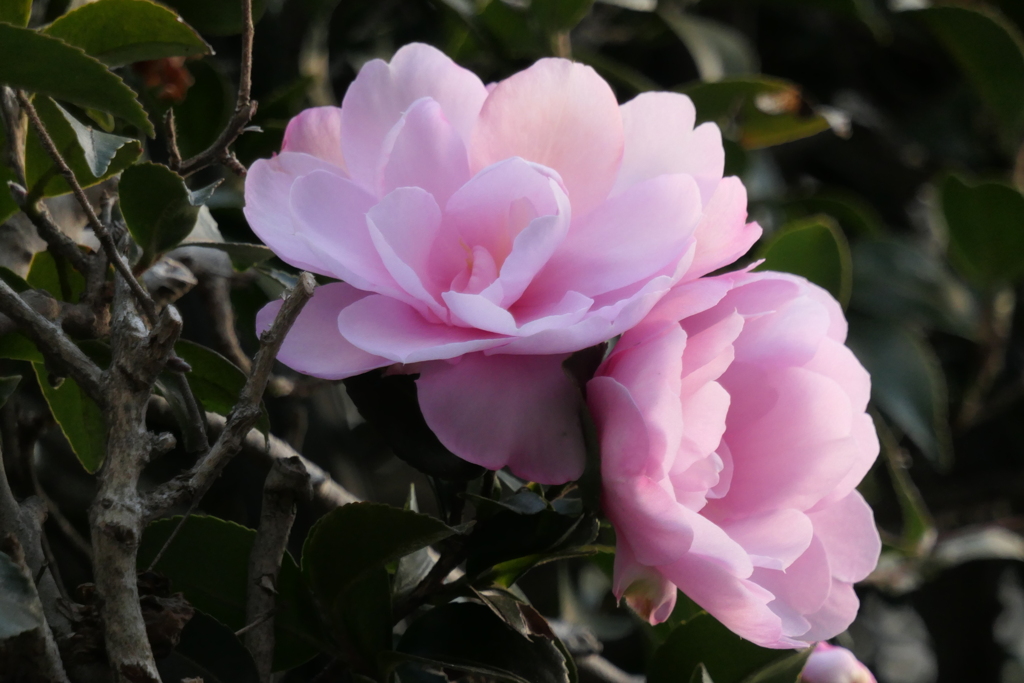 P1000372　山茶花