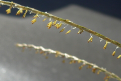 P1390156　ススキの花