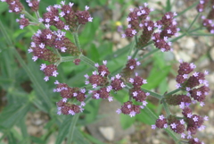 P1270738　野に咲く