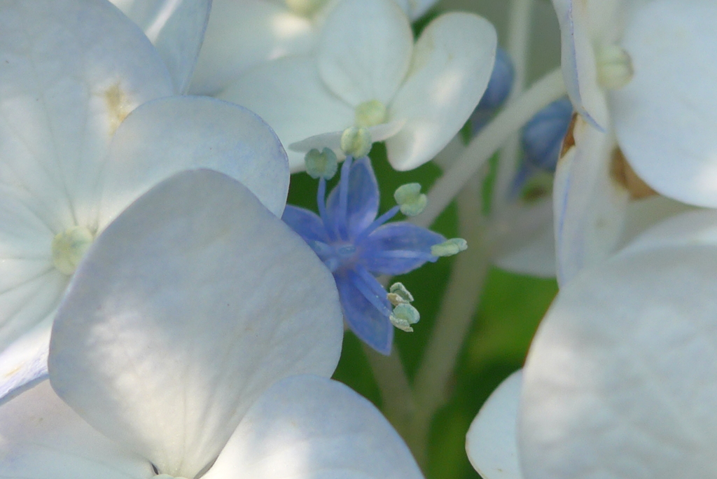 P1160592　内気な子